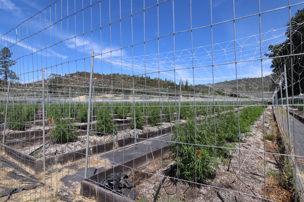 Cannabis cultivation area